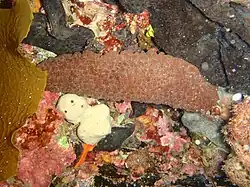 Australostichopus mollis
