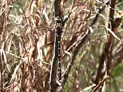 Female