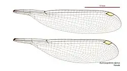 Female wings