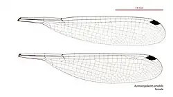 Female wings