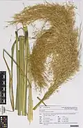 Herbarium specimen