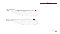 Male wings