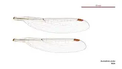 Male wings