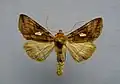 Autographa excelsa