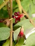 Averrhoa bilimbi flower