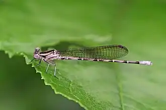 Azure dancer A. fissa female