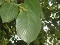 Long-shoot leaves of Portland Road tree