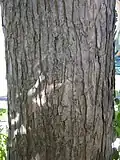 Bark of Portland Road tree