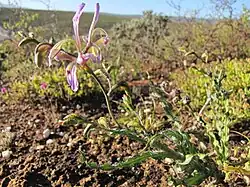 Babiana sinuata
