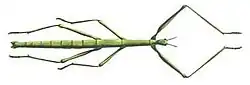 A stick bug