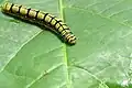 Caterpillar. Mayyil, India.