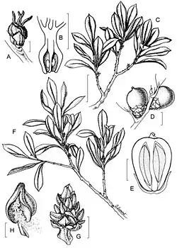Botanical sketch