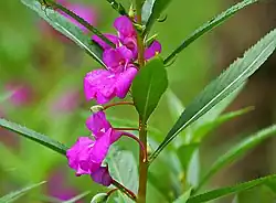 Impatiens balsamina of Balsaminaceae family