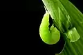 Pre-pupatory larva