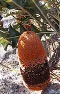 Flowers with unusual black styles near Albany