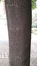 Saraca indica bark.