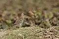 Ruff in winter plumage