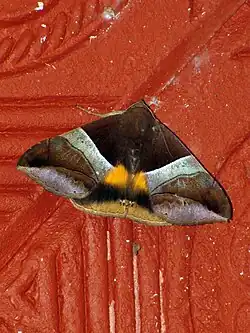 Bastilla fulvotaenia