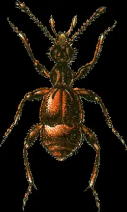 Batrisus oculatus