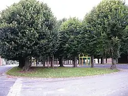 The green.