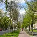 'Bea Schwarz' (left). Noordzijde, Sloterplas, Amsterdam, 2012.[9]