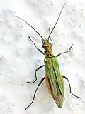 Female of Oedemera nobilis with thin femora