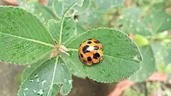 Synonycha grandis