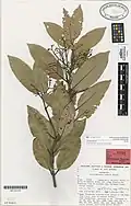 Herbarium specimen of Beilschmiedia tawaroa, since synonymised with Beilschmiedia tawa