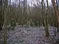 A view of the 'rig & furrow' style drainage and the dominant planted birch composition of the woodland