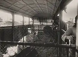 Pig truck