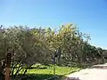 Center of the park