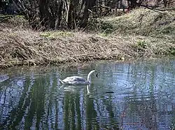 Logan's Meadow