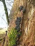 Beech tarcrust growth
