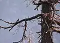 Male at Guna Pani (9000&nbsp;ft) in Kullu-Manali District of Himachal Pradesh, India
