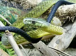 closeup of scales on body and head of snake