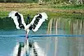 Black-necked stork