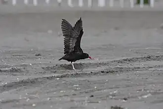 Wings spread