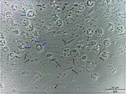 photomicrograph