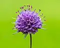 Flowerhead in full bloom