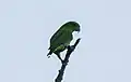 Photo of the whiteheadi subspecies which is likely is a female due to a shorter tail.