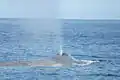 Balaenoptera musculus