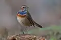 Male L. s. cyanecula wintering at Ichkeul, Tunisia