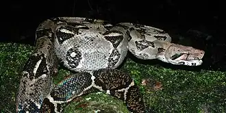Central American boa constrictor (Boa imperator), Municipality of Gómez Farías, Tamaulipas (23 August 2007).