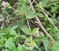 Mata pavo (Boerhavia diffusa)