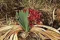 Atypical specimen, showing simultaneously inflorescence, leaves and last year's dead leaves