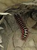 Brachoria forficata, Tennessee