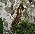 Brachoria glendalea, Tennessee