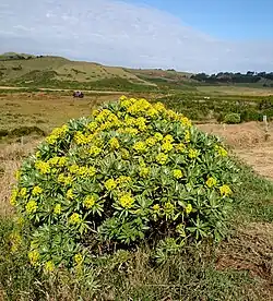 A bush with flowers