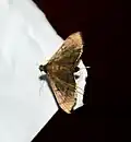 Bradina sp.