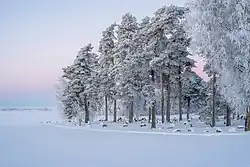 The Brakelund burial ground in Lidköping, Sweden.